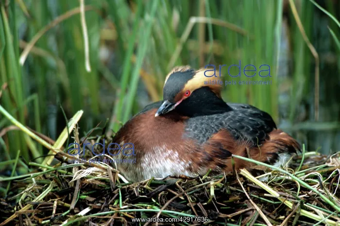 : SLAVONIAN / HORNED GREBE - IN NEST : SLAVONIAN / HORNED GREBE - IN NEST