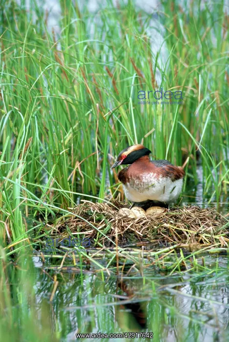 : Slavonian / Horned Grebe - on nest with eggs : Slavonian / Horned Grebe - on nest with eggs