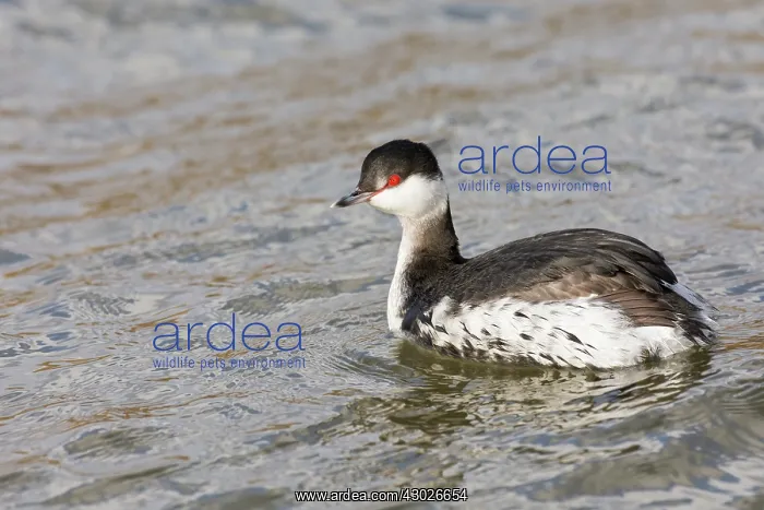 : Slavonian or Horned grebe - swimming - North East : Slavonian or Horned grebe - swimming - North East