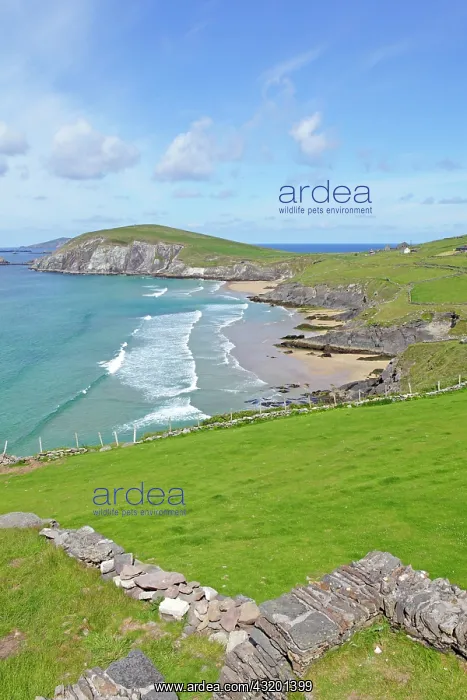 : Slea Head, Dingle Peninsula, Ireland, Europe : Slea Head, Dingle Peninsula, Ireland, Europe