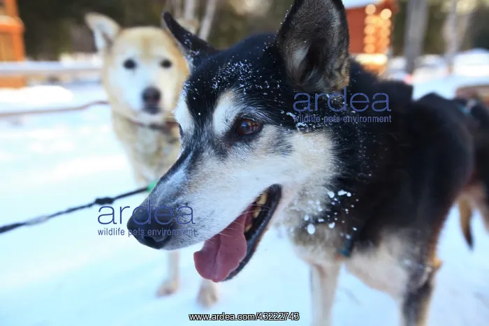 : Sled dog panting, Chena Hot Springs Resort : Sled dog panting, Chena Hot Springs Resort