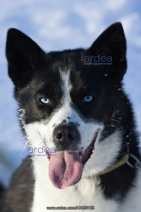 : Sled dog on a sled dog tour in Kiruna, Sweden, Europe : Sled dog on a sled dog tour in Kiruna, Sweden, Europe