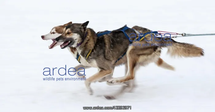 : Sled dogs in the run at a dog sled race, Bad Hindelang : Sled dogs in the run at a dog sled race, Bad Hindelang