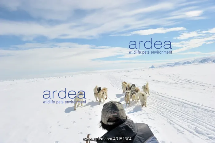 : Sled dogs running in front of sledge seen from behind : Sled dogs running in front of sledge seen from behind