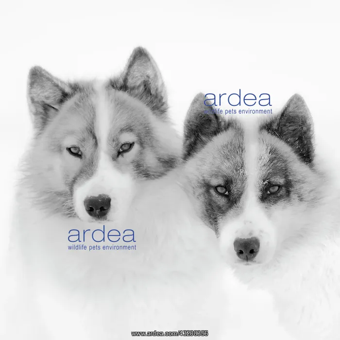 : Sled dogs on sea ice during winter near Uummannaq : Sled dogs on sea ice during winter near Uummannaq