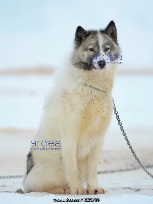 : Sled dogs on sea ice during winter near Uummannaq : Sled dogs on sea ice during winter near Uummannaq