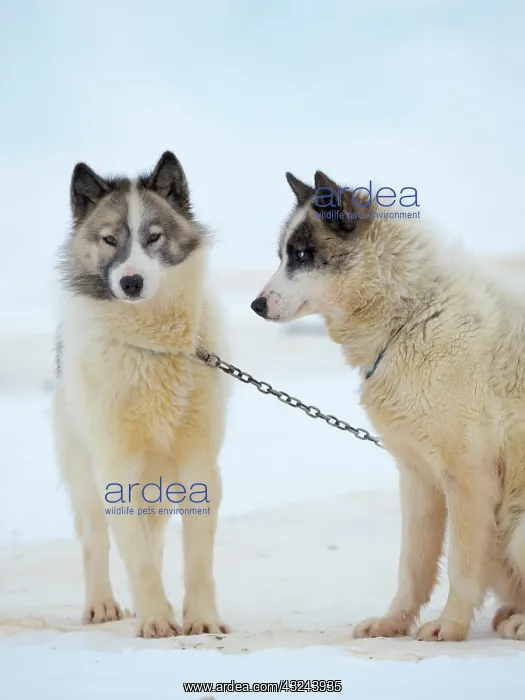 : Sled dogs on sea ice during winter near Uummannaq : Sled dogs on sea ice during winter near Uummannaq