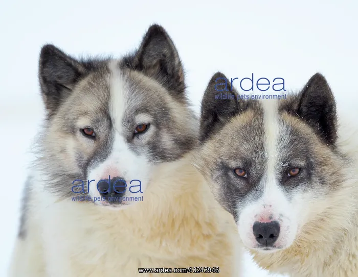 : Sled dogs on sea ice during winter near Uummannaq : Sled dogs on sea ice during winter near Uummannaq