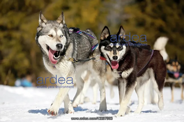 : Sled dogs, sled dog race, Wallgau, Garmisch-Partenkirchen : Sled dogs, sled dog race, Wallgau, Garmisch-Partenkirchen