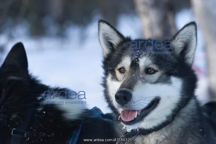 : Sled dogs on a sled dog tour in Kiruna, Sweden : Sled dogs on a sled dog tour in Kiruna, Sweden