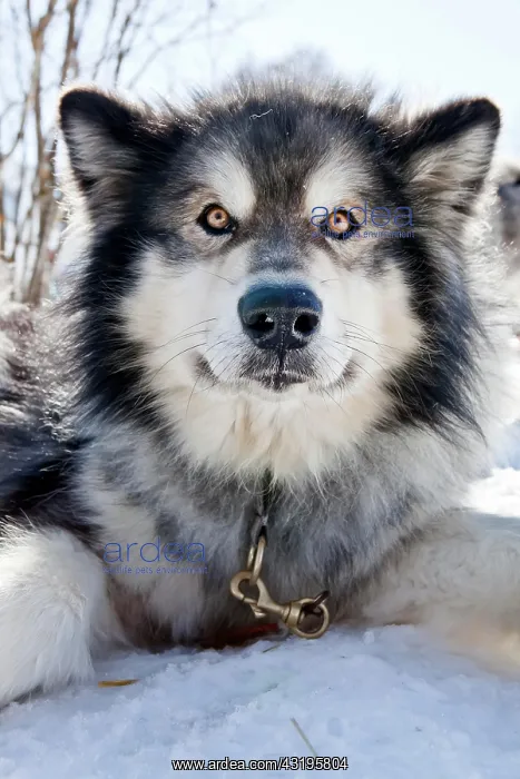 : Sledge dog, Alaskan Malamute, portrait, Walgau : Sledge dog, Alaskan Malamute, portrait, Walgau
