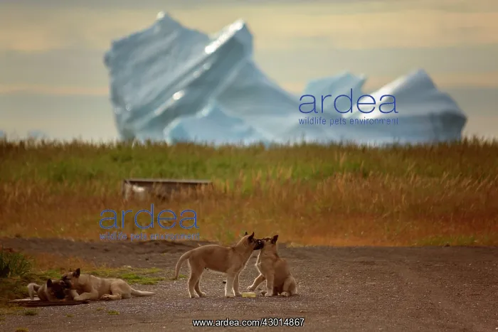 : Sledge Dog Pups playing in front of a iceberg : Sledge Dog Pups playing in front of a iceberg