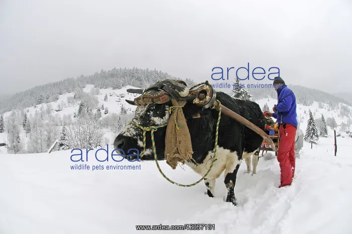 : Sledge pulled by an Ox Vosges France : Sledge pulled by an Ox Vosges France