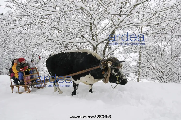 : Sledge pulled by an Ox from Vosges Vosges France : Sledge pulled by an Ox from Vosges Vosges France