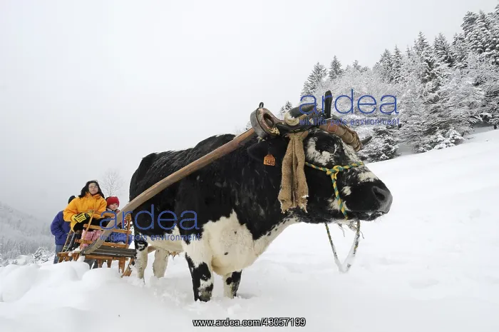 : Sledge pulled by an Ox from Vosges Vosges France : Sledge pulled by an Ox from Vosges Vosges France