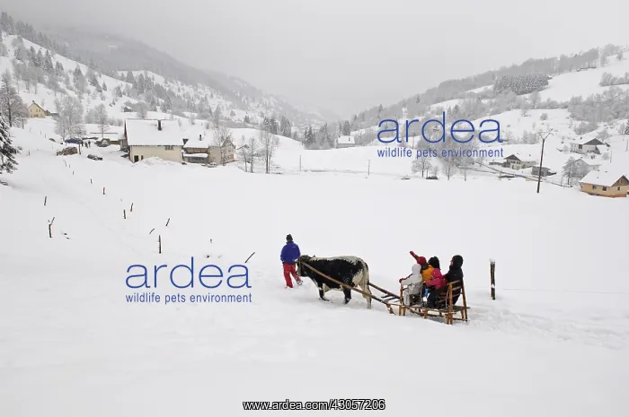  : Sledge pulled by an Ox from Vosges Vosges France