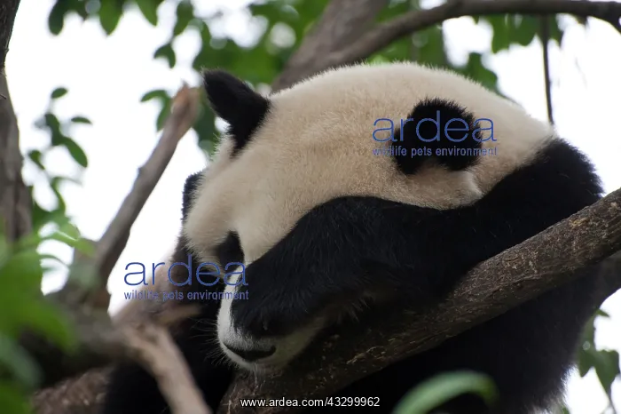 : Sleeping, adult Giant Panda (Ailuropoda melanoleuca) : Sleeping, adult Giant Panda (Ailuropoda melanoleuca)