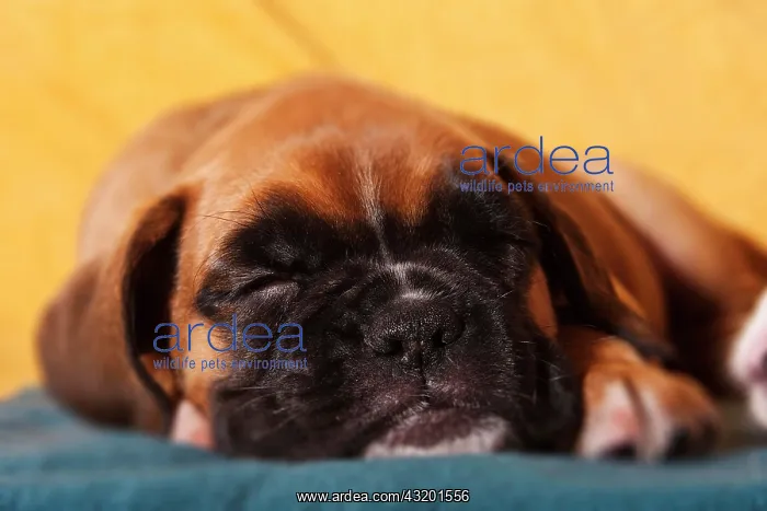 : Sleeping boxer puppy : Sleeping boxer puppy