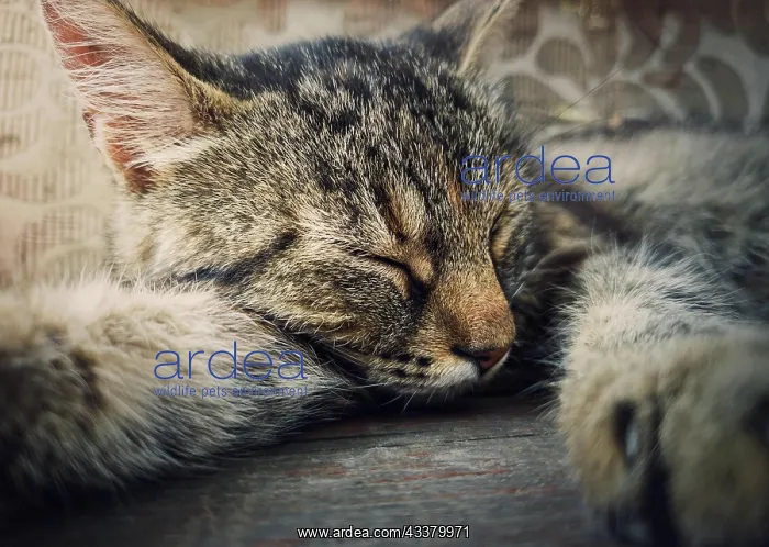 : Sleeping cat close-up portrait. Cute brown striped : Sleeping cat close-up portrait. Cute brown striped