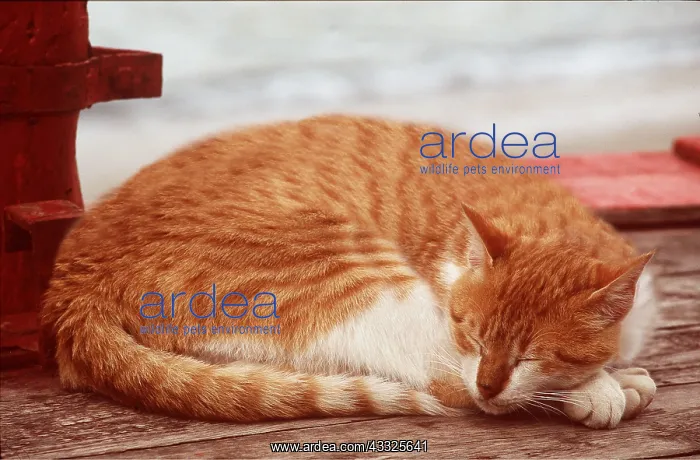 : Sleeping CAT - Ginger and white : Sleeping CAT - Ginger and white