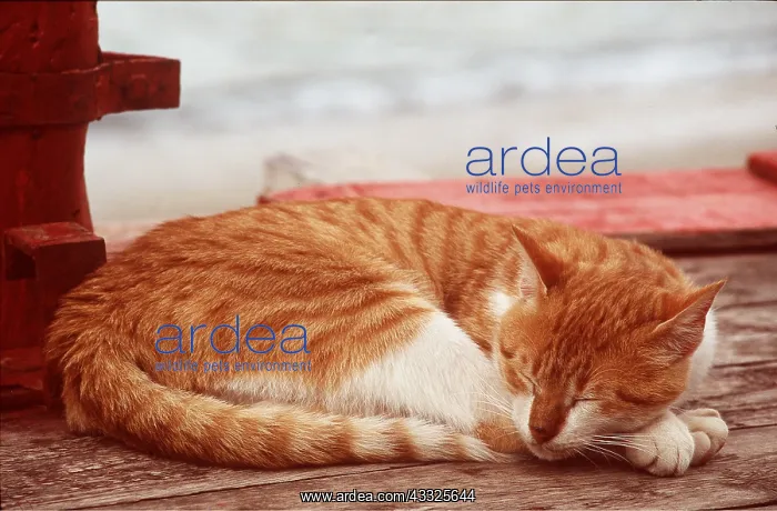 : Sleeping CAT - Ginger and white : Sleeping CAT - Ginger and white