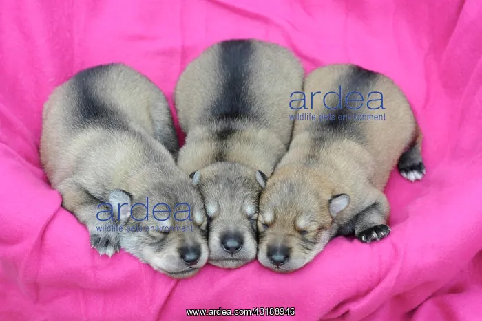 : Three sleeping Irish Wolfhound puppies : Three sleeping Irish Wolfhound puppies