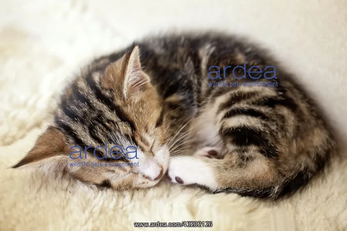 : Sleeping kitten Schlafendes Kaetzchen : Sleeping kitten Schlafendes Kaetzchen