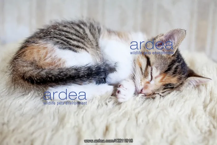 : Sleeping kitten Schlafendes Kaetzchen : Sleeping kitten Schlafendes Kaetzchen