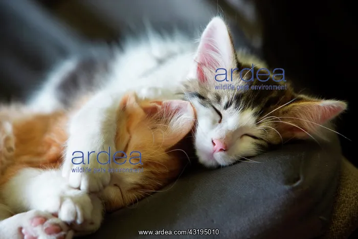 : Two sleeping kittens on a chair in the sun, Haut : Two sleeping kittens on a chair in the sun, Haut