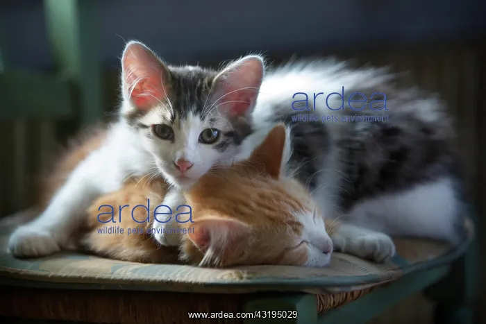 : Two sleeping kittens on a chair in the sun, Haut : Two sleeping kittens on a chair in the sun, Haut