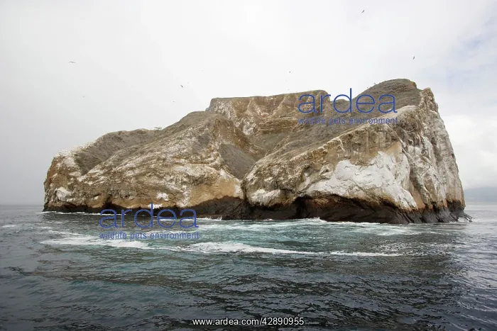 : Sleeping Lion near San Cristobal Island : Sleeping Lion near San Cristobal Island