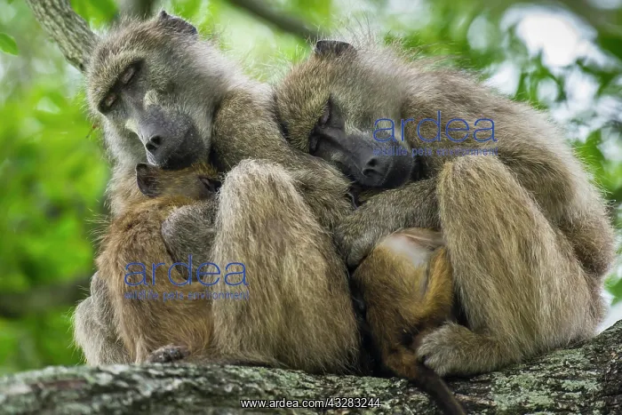 : Two sleeping pawians (Papio), monkeys, Kruger National : Two sleeping pawians (Papio), monkeys, Kruger National