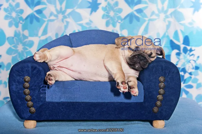 : Sleeping Pug, puppy lying on a miniature sofa : Sleeping Pug, puppy lying on a miniature sofa