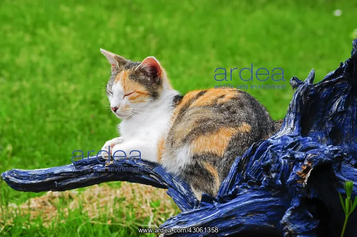 : Sleeping she-cat on a painted stump in a garden : Sleeping she-cat on a painted stump in a garden