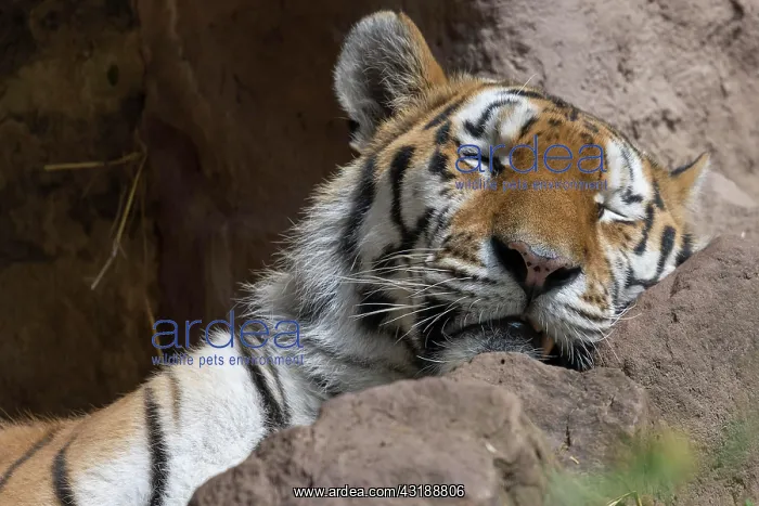 : Sleeping Siberian tiger (Panthera tigris altaica) : Sleeping Siberian tiger (Panthera tigris altaica)