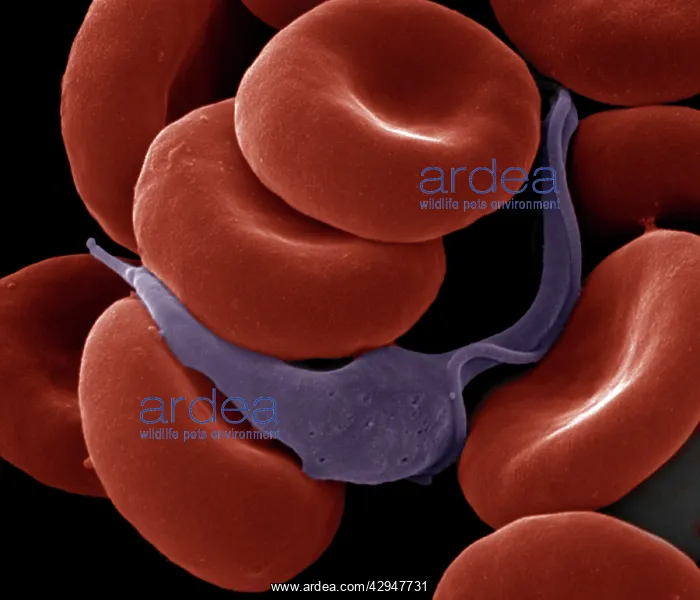 : Sleeping Sickness Parasite in red blood cells : Sleeping Sickness Parasite in red blood cells
