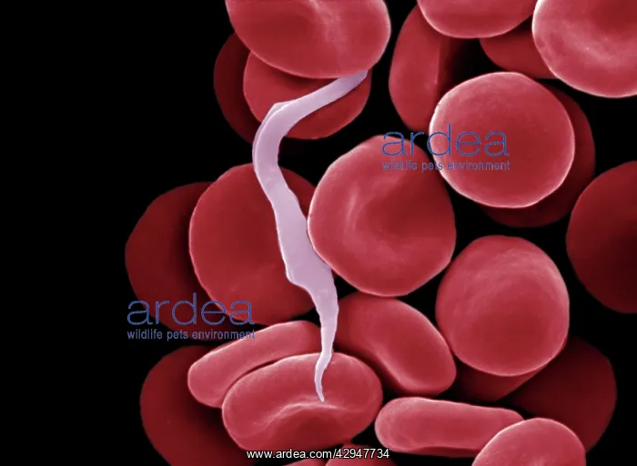 : Sleeping Sickness Parasite in red blood cells : Sleeping Sickness Parasite in red blood cells