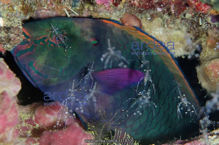 : Sleeping Swarthy Parrotfish being cleaned by Clear Cleaner S : Sleeping Swarthy Parrotfish being cleaned by Clear Cleaner S
