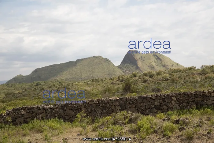 : Sleeping Warrior volcanic hills Soysambu Elementaita : Sleeping Warrior volcanic hills Soysambu Elementaita