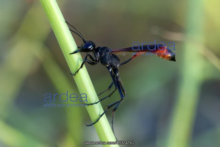 : Sleeping Wasp : Sleeping Wasp