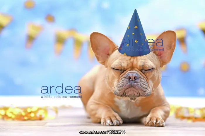: Sleepy French Bulldog with birthday part hat in : Sleepy French Bulldog with birthday part hat in