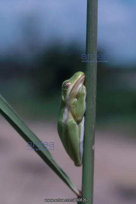 : Sleepy Green Treefrog : Sleepy Green Treefrog