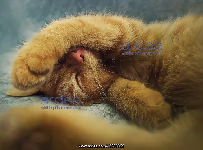 : Sleepy orange kitten takes a nap indoors on the : Sleepy orange kitten takes a nap indoors on the