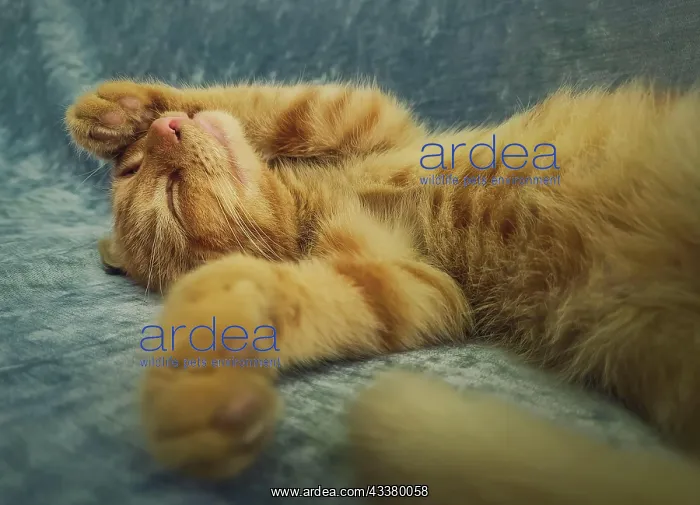 : Sleepy orange kitten takes a nap indoors on the : Sleepy orange kitten takes a nap indoors on the