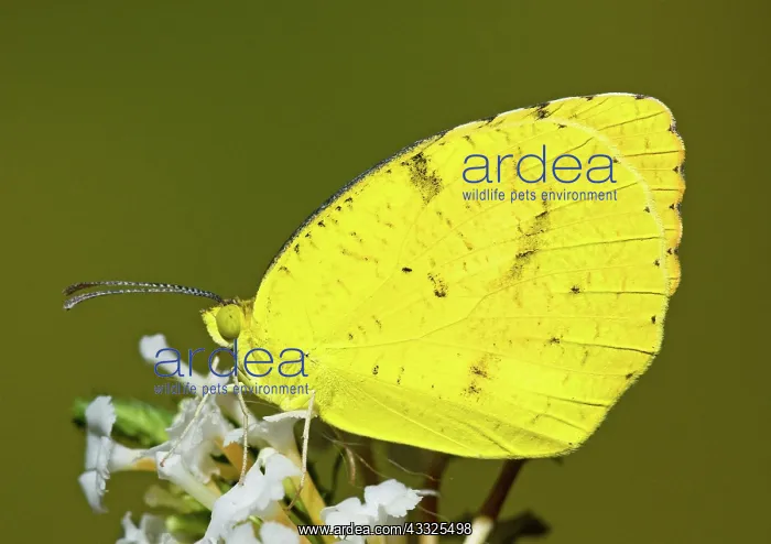 : Sleepy Orange Sulfur Butterfly : Sleepy Orange Sulfur Butterfly