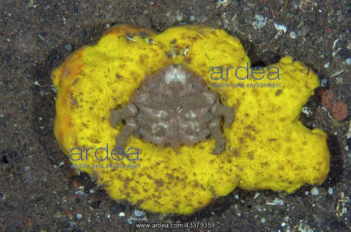 : Sleepy Sponge Crab : Sleepy Sponge Crab