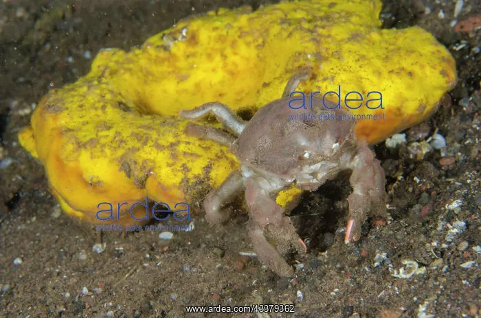 : Sleepy Sponge Crab : Sleepy Sponge Crab