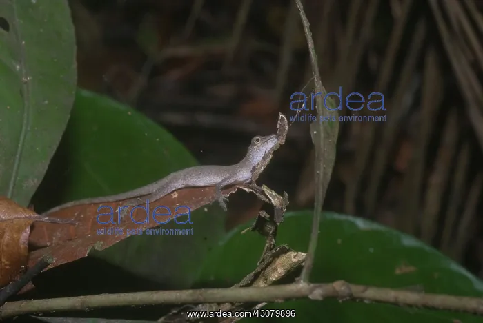 : Slender Anole (Norups fuscoauratus) : Slender Anole (Norups fuscoauratus)