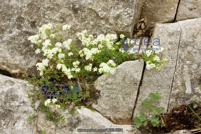 : Slender Bedstraw in limestone grassland : Slender Bedstraw in limestone grassland