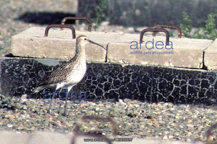 : Slender-billed Curlew : Slender-billed Curlew
